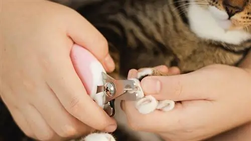 close-up vrouw kattennagels knippen