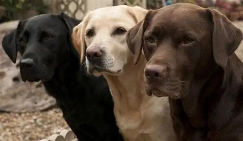 primo piano di cani labrador retriever neri, gialli e cioccolato