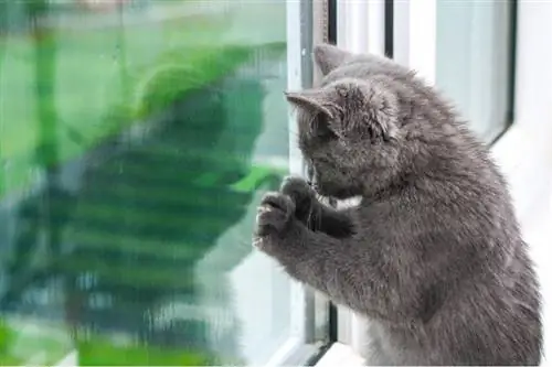 8 razones por las que tu gato araña la ventana (explicación del comportamiento del gato)