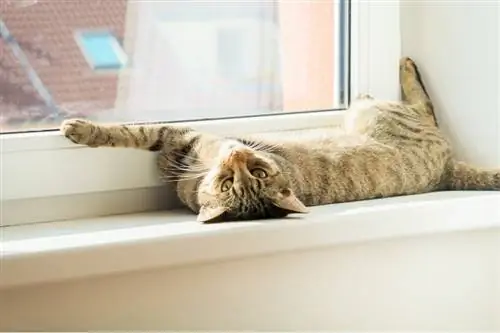 gato descansando y estirándose en la ventana