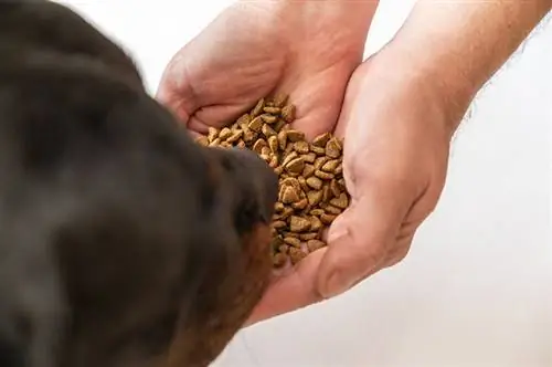 Glutensnuivende honden: training en effectiviteit uitgelegd