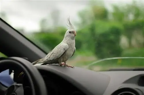 Kā droši ceļot ar putnu manā automašīnā - 9 ekspertu padomi