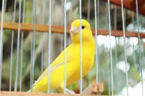 Kanarie gele vogel in de kooi