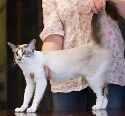 Skazki Esfir, seychellois på Nummela Cat show