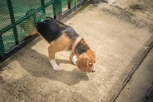 Beagle-Hund auf der Flucht