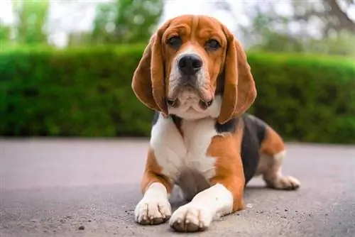 câine beagle întins pe pământ