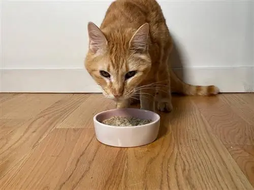 en tabby katt sniffar små färsk slät fågel recept på en skål