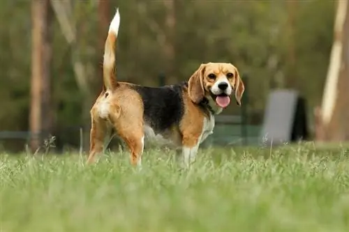 Hoeveel beweging hebben Beagles nodig? Alles wat u moet weten