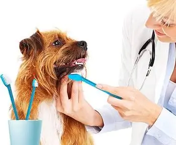 10 mejores cepillos de dientes para perros de 2023 – Reseñas & Mejores selecciones