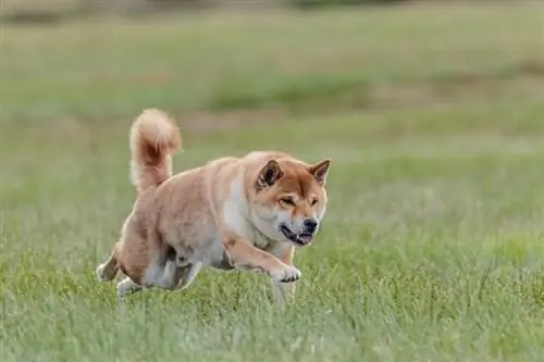 shiba inu շունը վազում է դաշտում