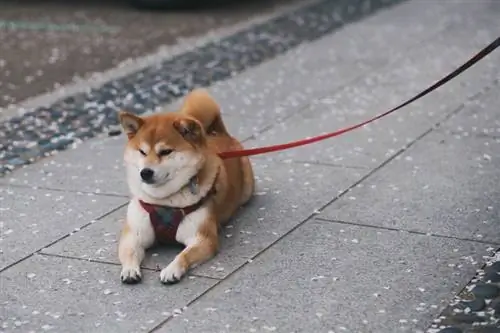 shiba inu koira lepää