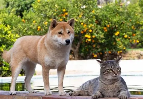 Tuleeko Shiba Inus toimeen kissojen kanssa? Kaikki mitä sinun tarvitsee tietää