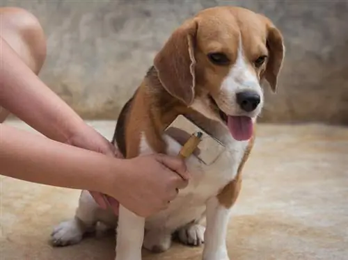 dono escovando o pelo do beagle