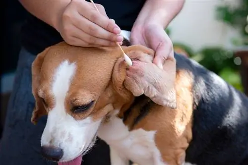 Beagle quloqlarini tozalash