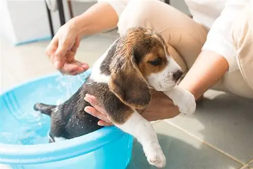 kutsikas beagle võtab tagaaias vanni