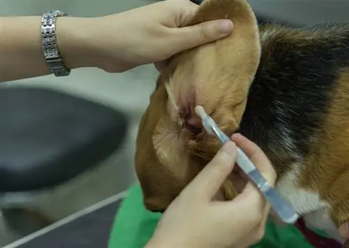 Veterinário limpando orelhas de cachorro Beagle