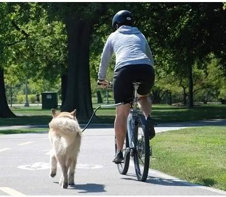 Petego Cycleash Evrensel Köpek Bisiklet Tasması