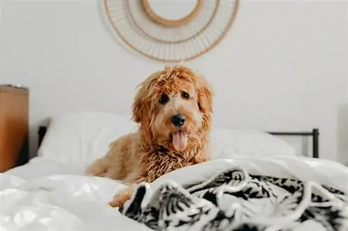 goldendoodle in die bed