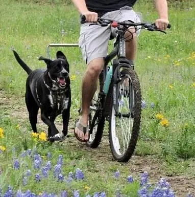 10 meilleures laisses pour chien pour faire du vélo en 2023 – Avis &