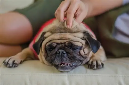 chó pug được chủ massage