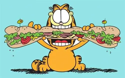 Garfield necə pişikdir? Məşhur pişik cinsləri ortaya çıxdı