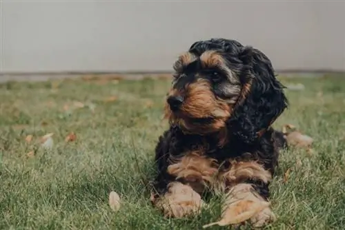 cão cockapoo fantasma relaxante em uma grama no jardim