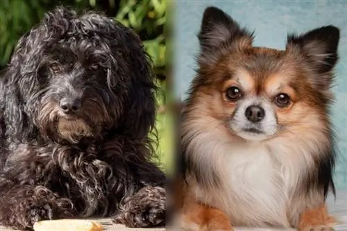 visage de cockapoo et chihuahua