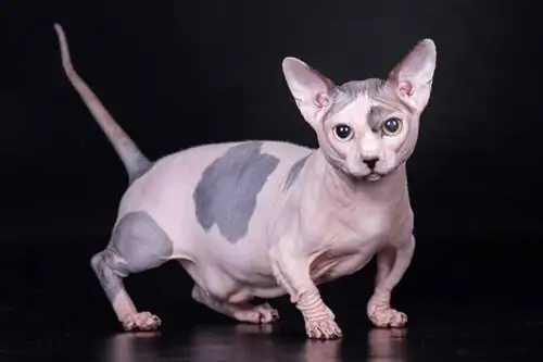 Bambino kaķis (The Hairless Sfinksa & Munchkin Cat Mix): informācija, attēli, īpašības & fakti