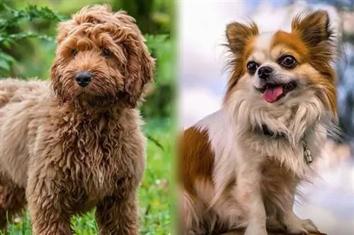 Cockapoochi (Cockapoo & Chihuahua): attēli, informācija, temperaments & iezīmes