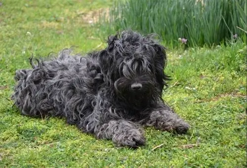 Black Puli