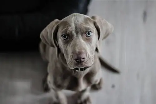 Weimaraner-Gris