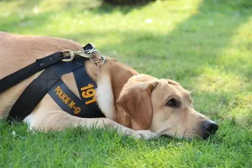 chien policier relaxant