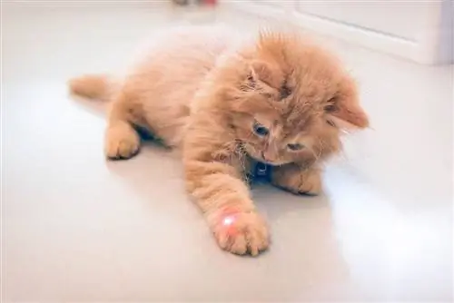 chaton orange jouant avec le laser