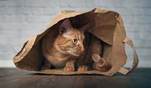 mignon chat roux assis dans un sac en papier et regardant de côté curieux