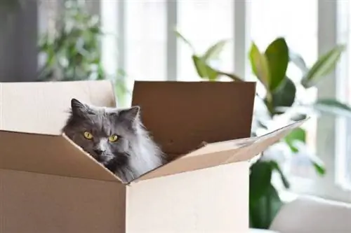 Katt inne i Cardbox