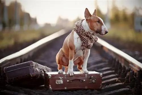 bull terrier inglese