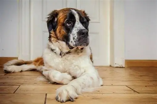 Bordercollie Bernardi koer