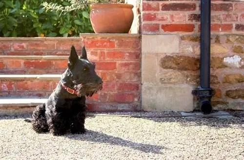 terrier escocês