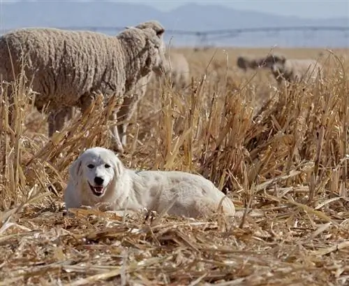 Groot Pireneë hond beskerm skape_