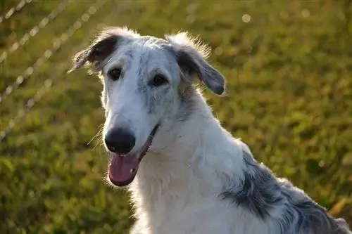 borzoi