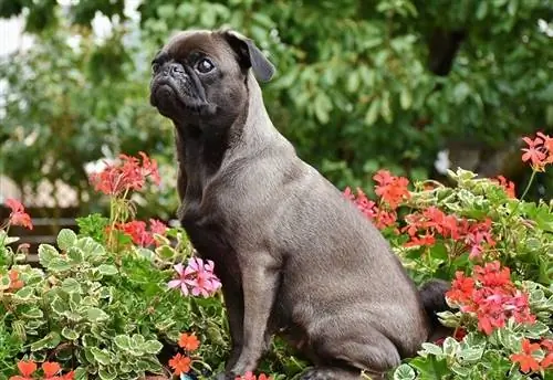 Pug en un llit de flors