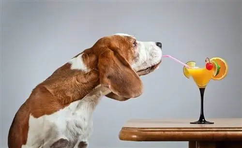 cane basset hound che beve succo d'arancia