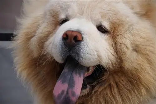 chow chow com língua azul