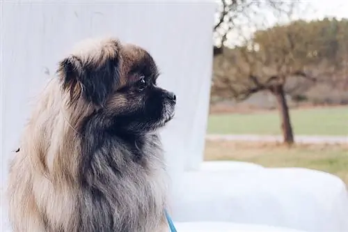 pekingese sy-aansig