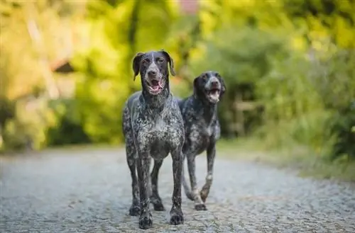 Saksa traatkarvaline pointer