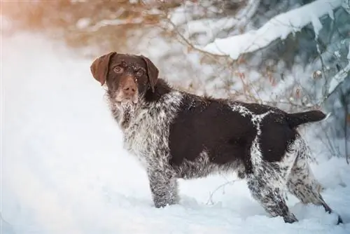 Saksa traatkarvaline pointer