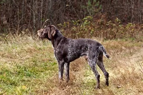 Pointer tedesco a pelo duro