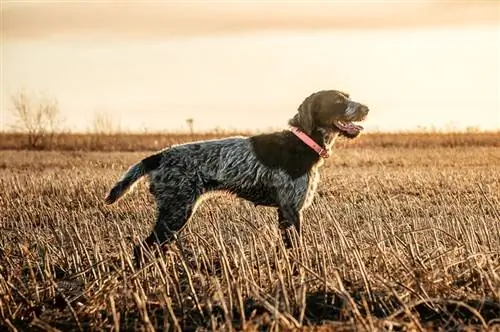 Saksa Wirehaired pointerid põllul