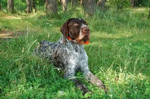 German wirehaired pointer na nakapatong sa berdeng damo