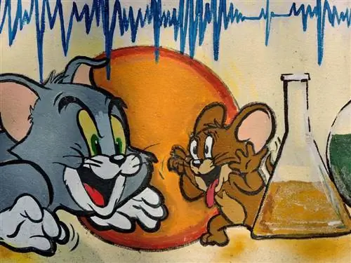 Dab tsi ntawm miv yog Tom los ntawm Tom & Jerry? Nto moo Cat Breeds Revealed